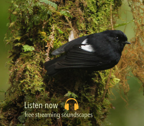 free nature sounds soundscapes, mp3 streaming audio