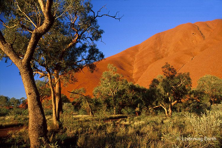 Bloodwood trees at the base of Uluru