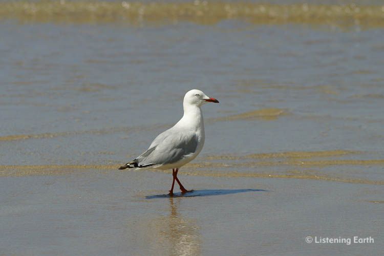 Adult Silver Gull, <i>Larus novaehollandiae</i>