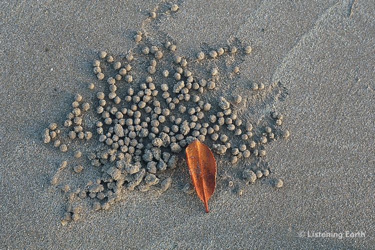 Sand balls created by tiny crabs, with coastal banksia leaf