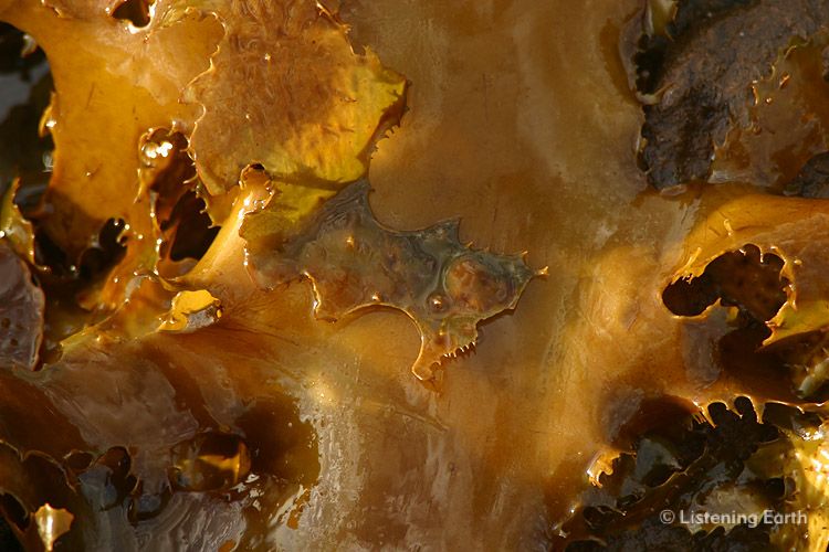 Bull Kelp, <i>Nereocystis luetkeana</i>