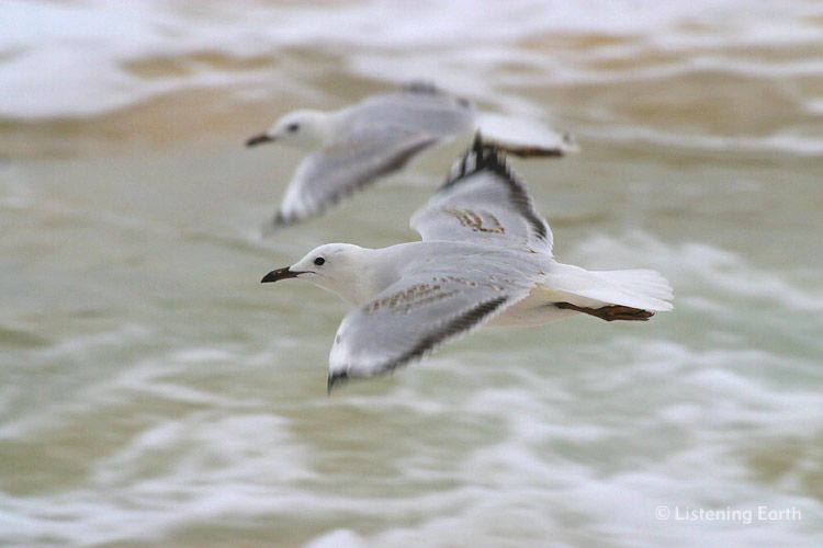 Juvenile Silver Gulls, <i>Larus novaehollandiae</i>