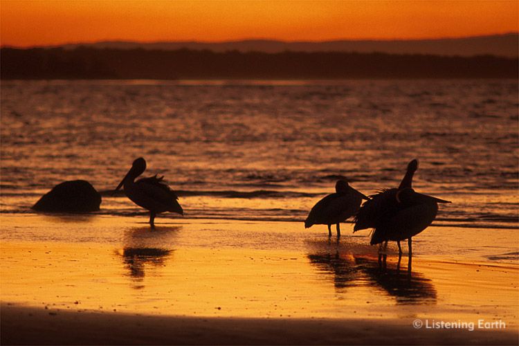 Australian Pelicans, <i>Pelecanus conspicillatus</i>