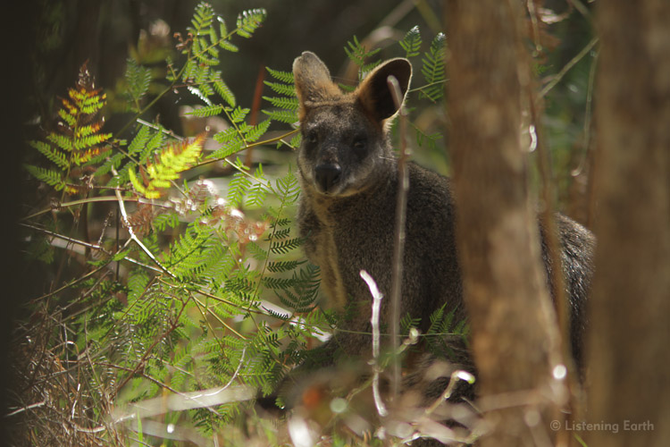 Sheltering quietly, a Black Wallaby