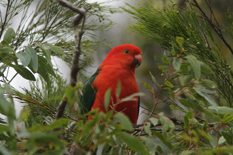 Male King Parrot