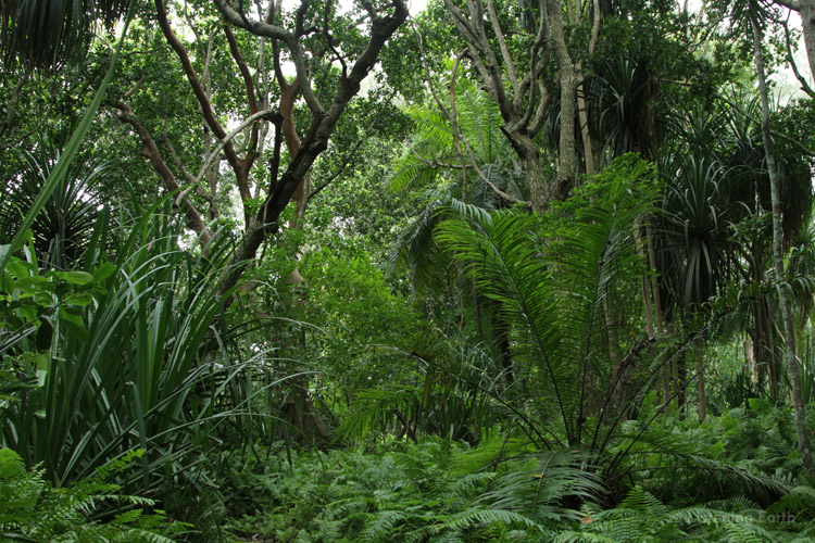 Jozani rainforest