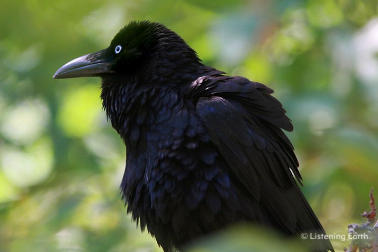 Australian Raven, <i>Corvus coronoides</i>