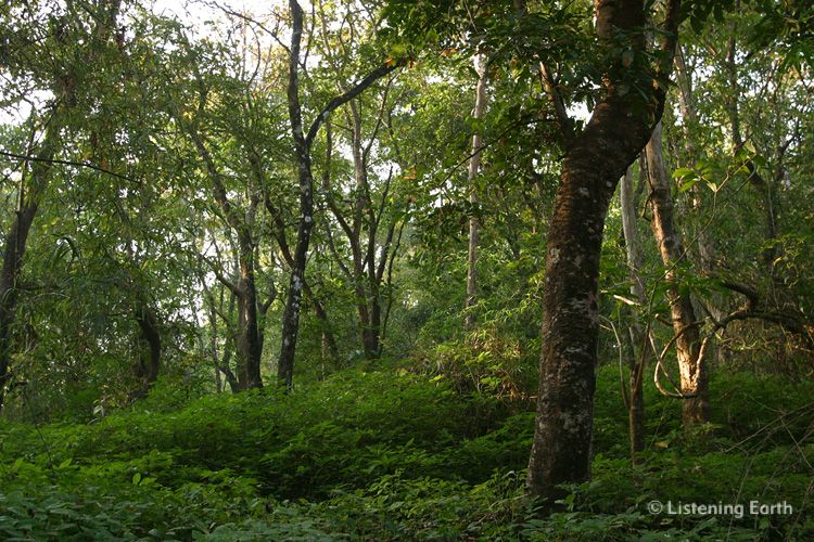 The recording location: Cotigaon Wildlife Reserve, Goa, India