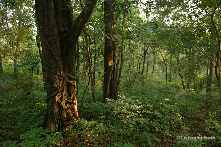 Evergreen forests of the Western Ghats, India