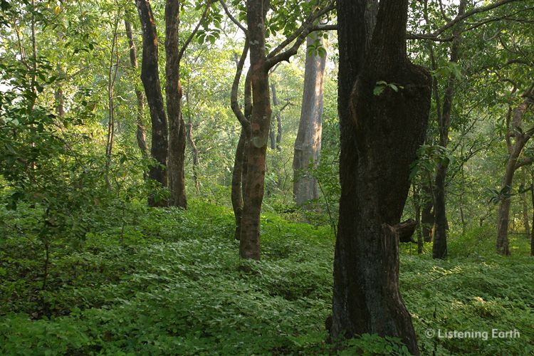 Evergreen forest, Cotigaon Wildlife Reserve, Goa