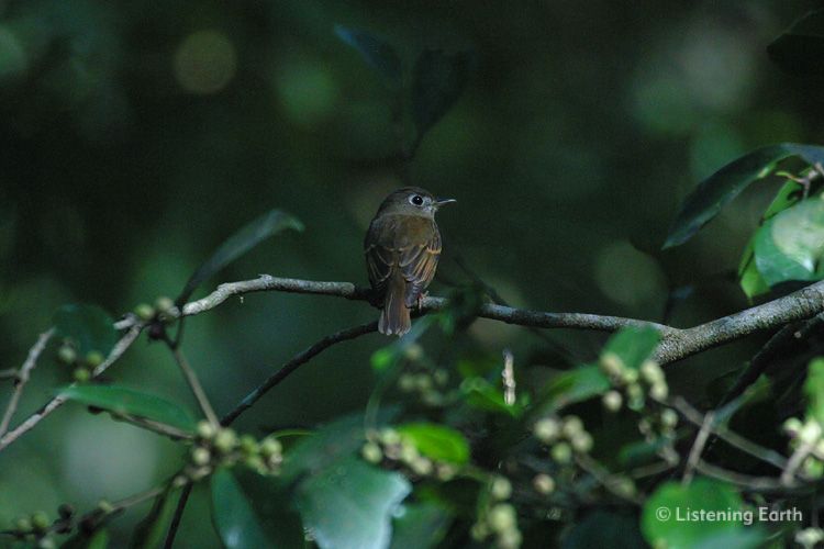 Brown-breasted Flycatcher, <i>Muscicapa muttui</i>