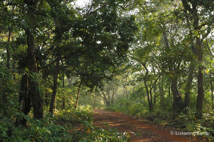 Forest road through Cotigaon Wildlife Reserve, Goa, India