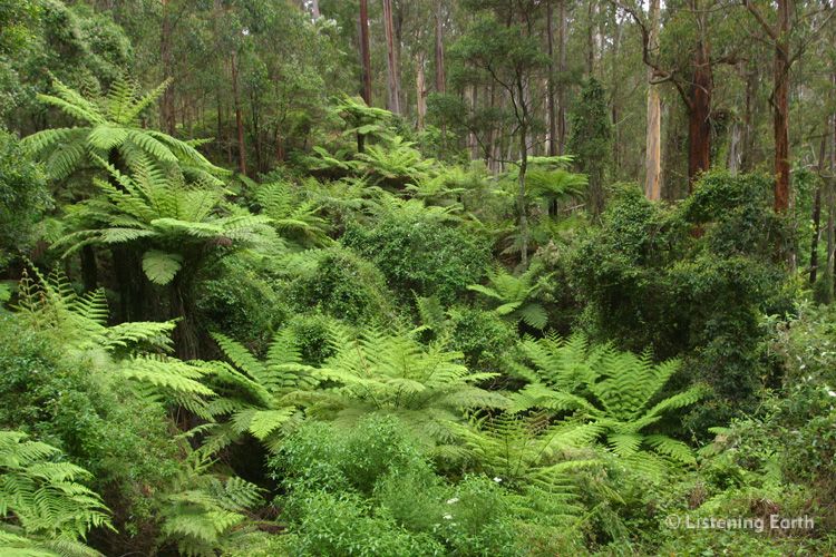 Giant tree ferns carpet the valley floor