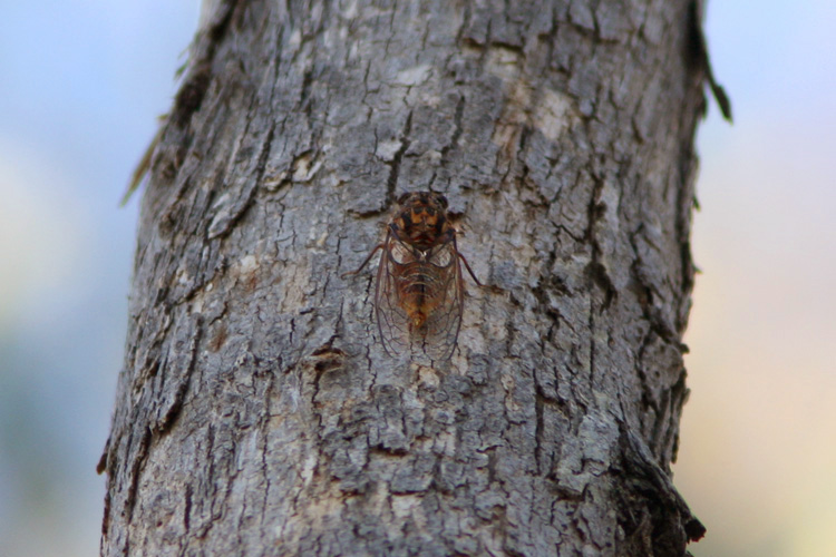 <i>Cicadetta spinosa</i> against the bark of a Long-leaf Box