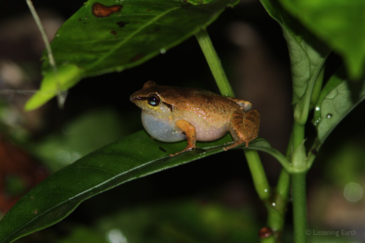 Elegant Sticky-toed Frogs, <i>Brachylodes elegans</i>, </br>can be heard throughout track 1 giving their sharp little 'Ek' calls