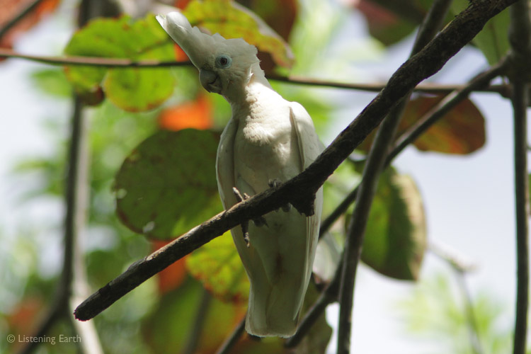 If any cockatoo can be called pleasant-sounding, it may be the Ducorp's Cockatoo, </br><i>Cacatua ducorpsii</i>.