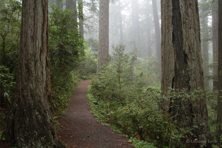 Walking path through the Redwood forest