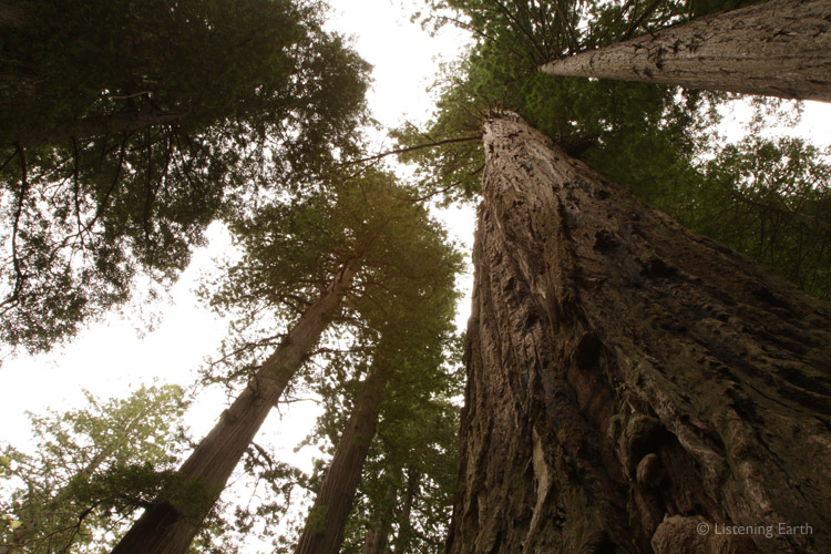 Redwoods are the world's tallest living thing, <br>some individual trees measuring over 100 meters in height