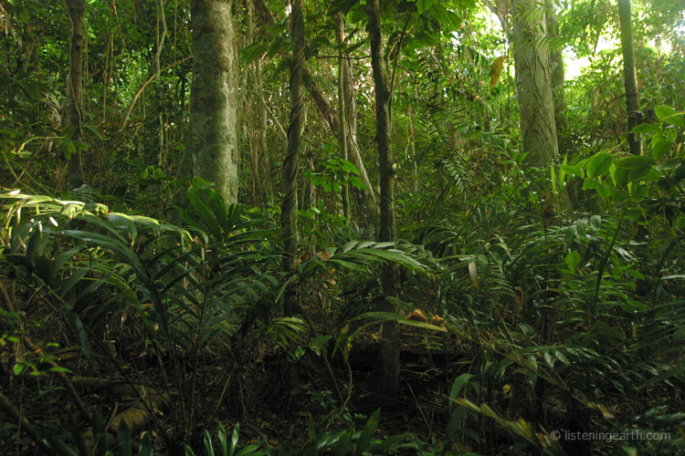 Primary lowland rainforest at Loru reserve