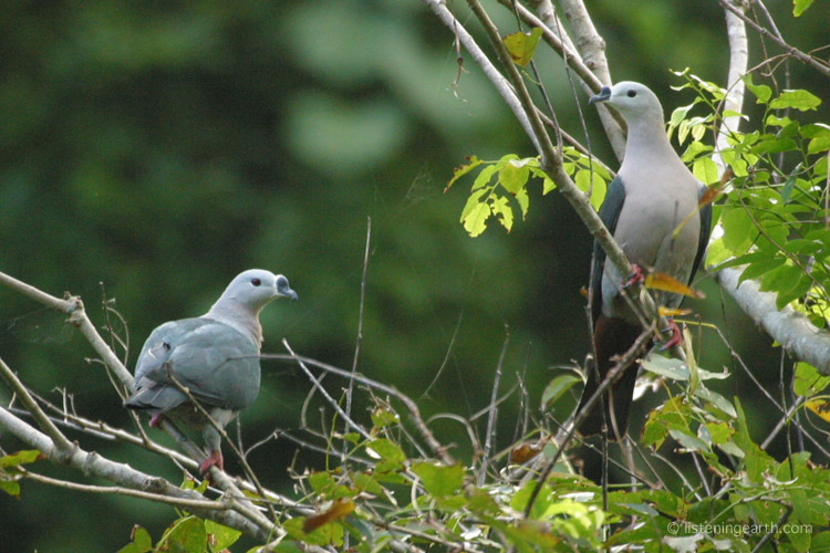 A Pair of Pacific Imperial Pigeons rest in the afternoon