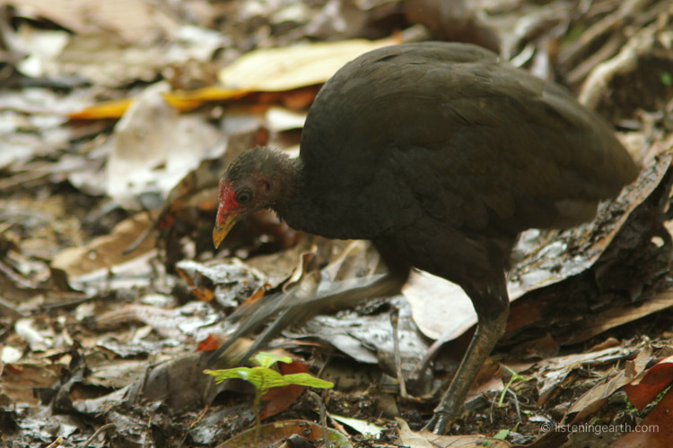 A Melanesian scrubfowl, or megapode, preoccupied with its scratchings in the leaf litter