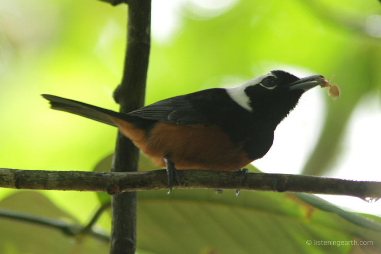 Male White-capped Monarch forages in the forest midstory