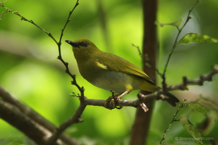 The endemic Tetepare White-eye has unique epaulette feathers, <br>and lacks the white eye ring common to other species of its family.