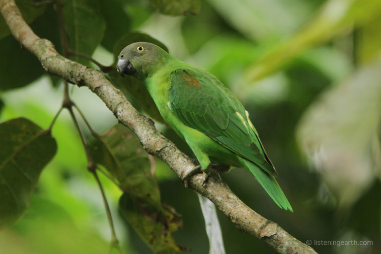 It is tempting to think that the female singing parrot has less colour <br>but she is quite a jewel herself!