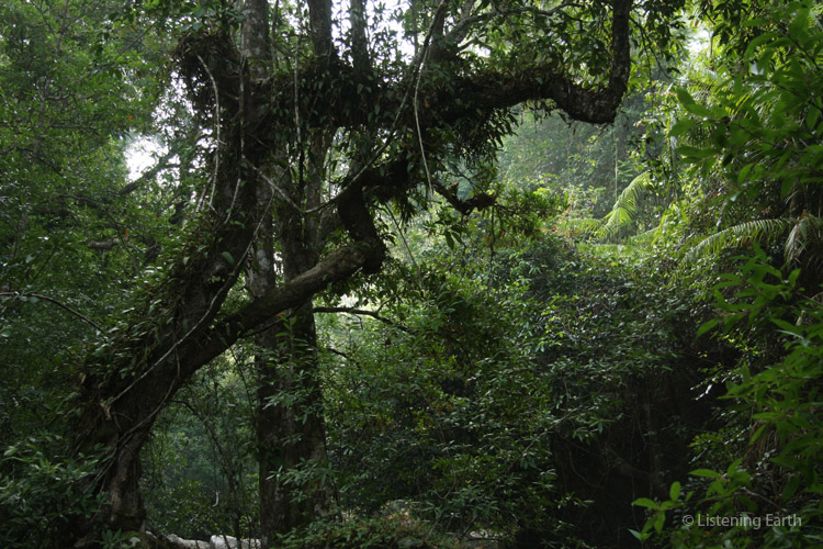 An epiphyte encrusted tree overhangs a stream