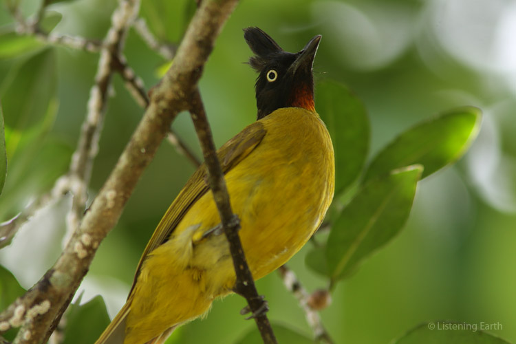 Natures exclamation mark; a black-crested bulbul