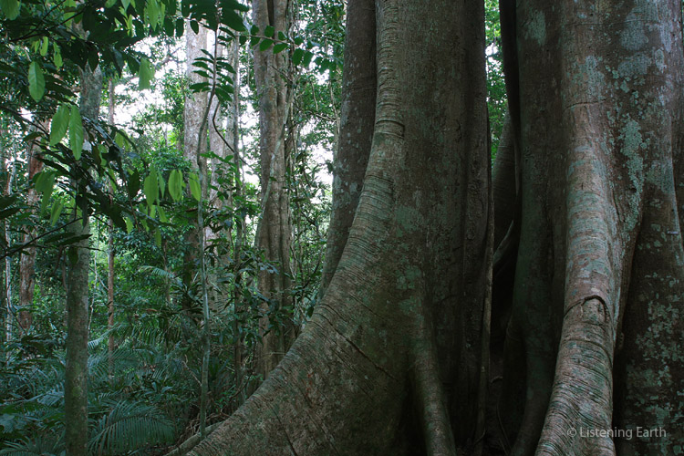 Buttress root system of giant fig tree