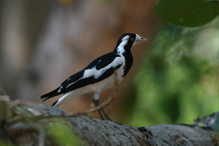 The female magpie lark