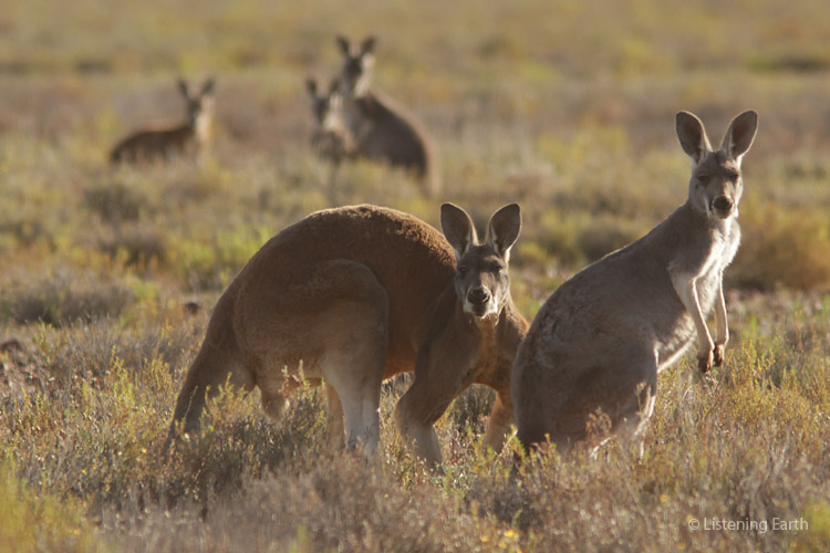 Red kangaroos, which can be heard moving around <br>and huffing occasionally throughout this recording