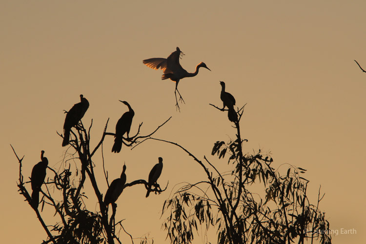 An Intermediate Egret lands alongside Little Pied Cormorants and Darters