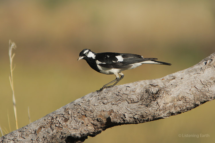 Magpie Lark, a loud resident of wetlands such as this