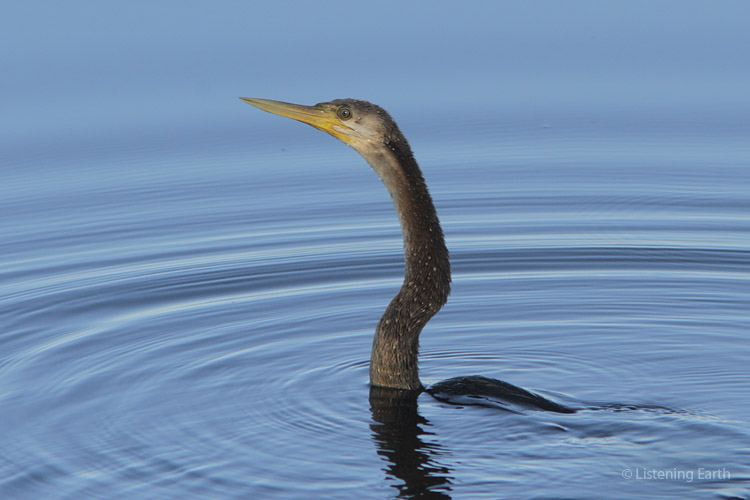 The Darter, or snakebird, has a loud and distinctive grating call