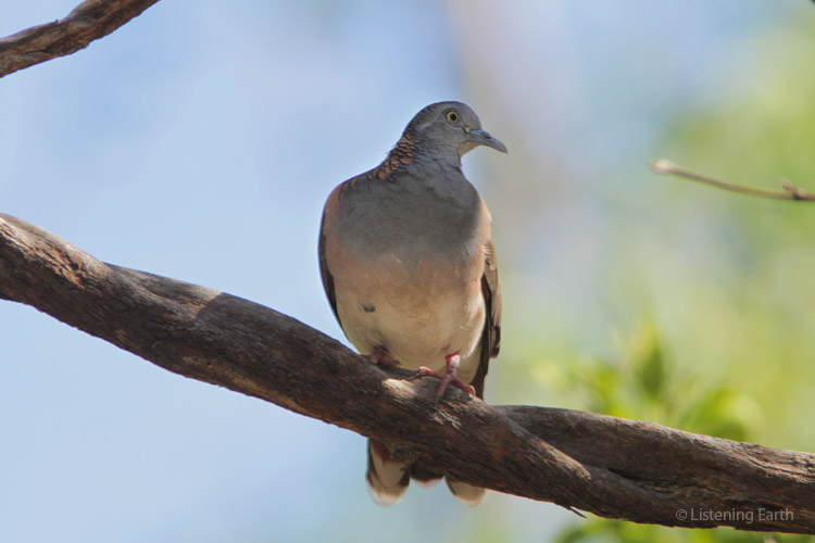 Bar-shouldered Doves call from woodlands around the water