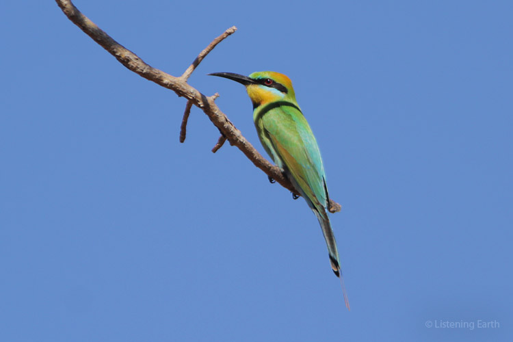 A Rainbow Bee-eater, on the lookout for aerial insects