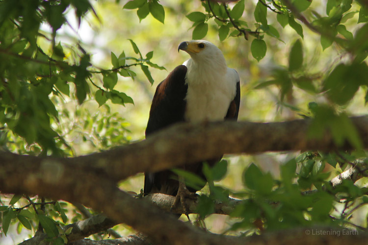 African Fish Eagle, perched in the shade during the heat of the day
