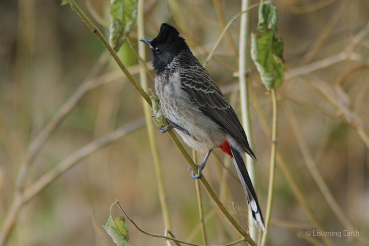 Red-vented Bulbuls are also heard in this recording