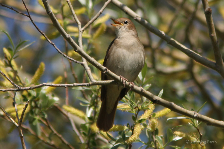 The dense vegetation which has reclaimed the valley floor is ideal habitat for Nightingales. 