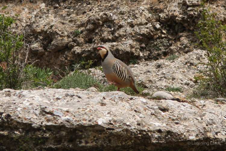 A Chukar, patrolling the steep, rocky slopes of the upper valley