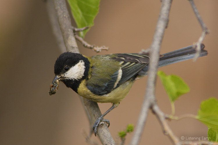 Great Tit returning to its nest. This recording was made at the <br>begining of the breeding season, and the birds were in full song