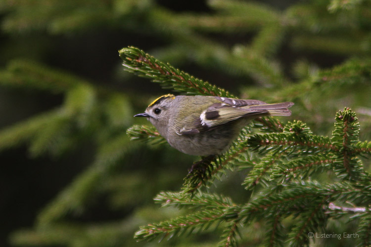 A Goldcrest, whos song is of such high frequency <br>that you need good ears just to hear it
