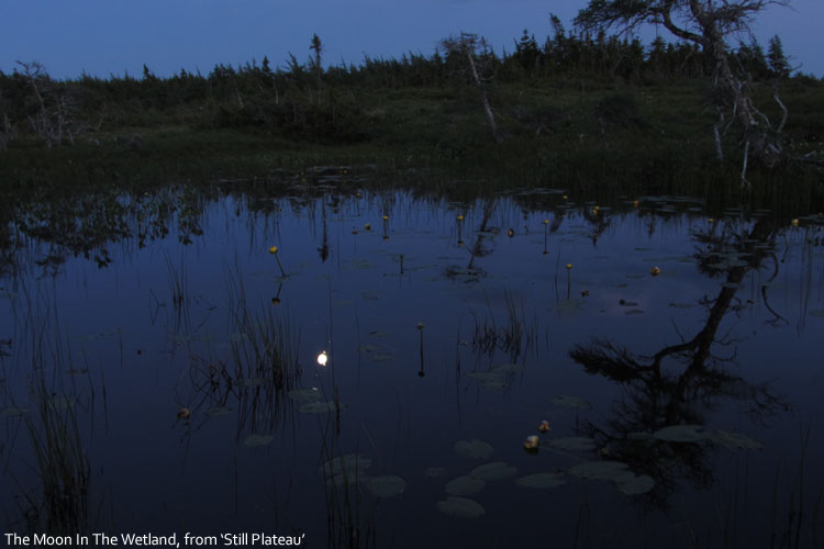 The moon in the wetland from 'Still Plateau'