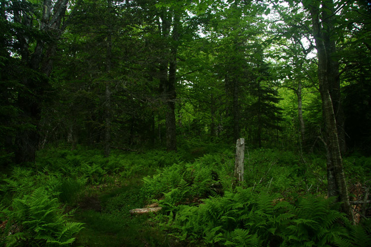 Near the recording location, the old growth Acadian Forest