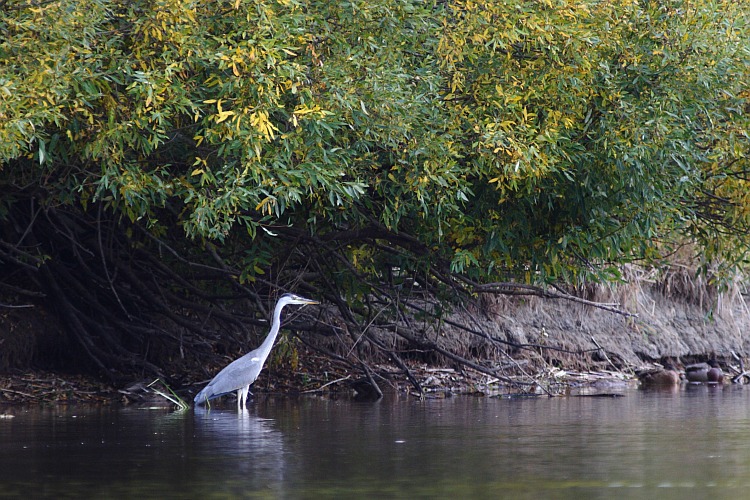 Grey Herons can be seen fishing by the rivers and lakes